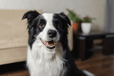Happy dog enjoying a clean backyard — Tidy Tails FishHawk FL