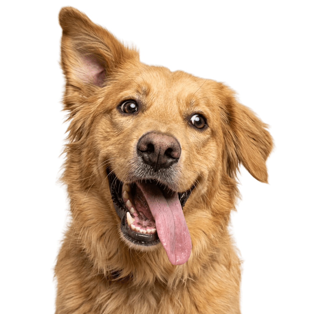 Happy golden retriever peeking over a backyard fence after a Tidy Tails cleanup in FishHawk FL