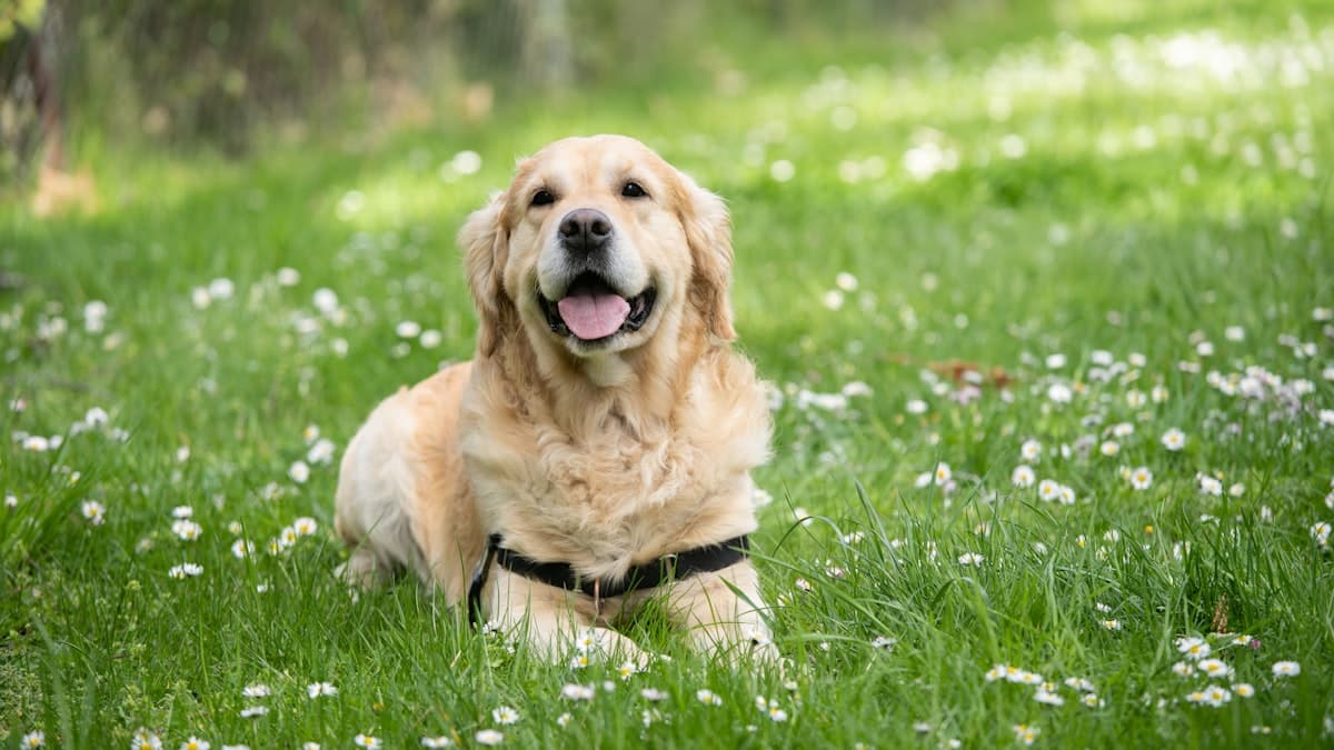 Backyard dog waste removal service in FishHawk FL