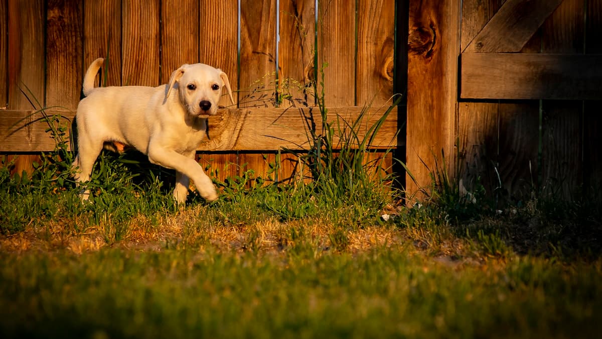 Clean backyard with green grass after dog waste removal
